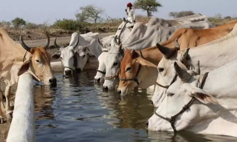 भारतीय गौ माता के दूध के स्वास्थ्य लाभ