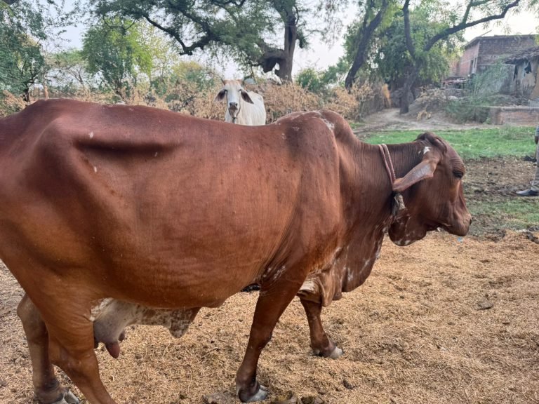 गौ सेवा प्रभु सेवा